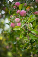 Apple tree branch with red ripe apples.
