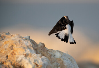 Pied wheatear at Busaiteen, Bahrain