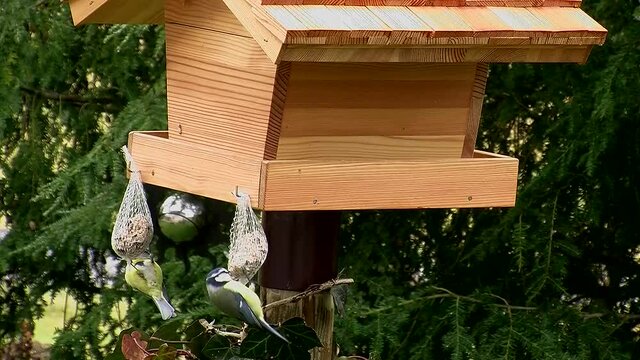 Zwei Blaumeisen fressen gen&uuml;&szlig;lich an zwei Meisenkn&ouml;deln (Originalton)