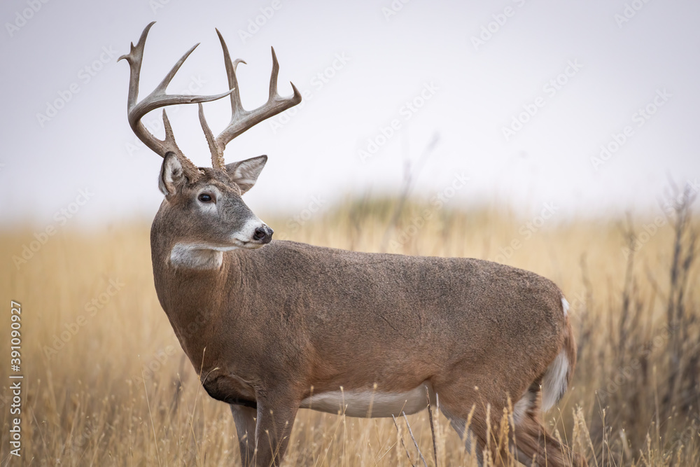 Canvas Prints Large Whitetail Buck