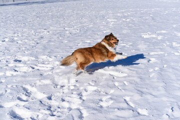 Shetland sheepdog sheltie running playing in snow park cold winter sunny day