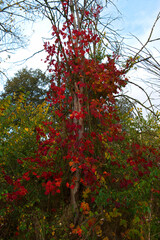 krajobraz drzewa park liście jesień