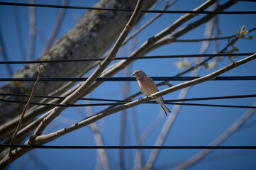 Carduelis cannabina on branch guarding the nest in spring