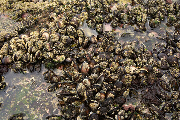Rock pool mussels