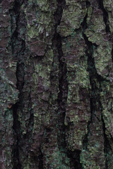 tree texture
