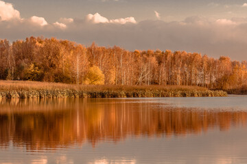 autumn in the forest