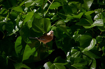 Redhead bird in ivy watching over the nest in spring