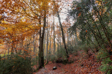 Gorgeous autumn forest in Tena Valley, Huesca province, Spain