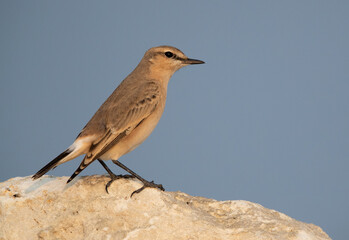 Closeup of a Isabelline Wheatear at Busaiteen coast of Bahrain