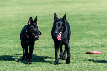 Two black shepherd puppies at the park