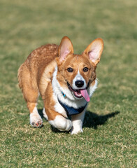 Red and white Corgi at the park