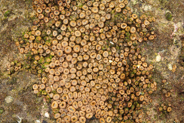 Rock pool soft coral