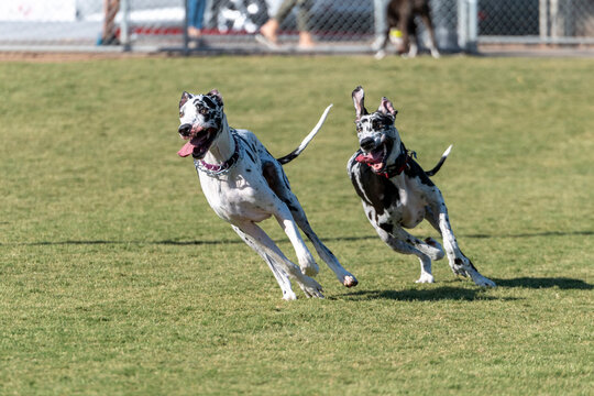 Two Harlequin Great Danes running at the park