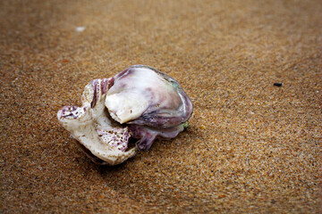 Beach Shell washed ashore