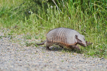 Chaetophractus villosus, cute and funny armadillo running over gravel in front of tall grass at Peninsula Valdes in Patagonia, Argentina