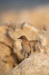 Isabelline Wheatear perched on a rock at Busaiteen coast of Bahrain