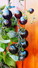 schwarze Tomaten