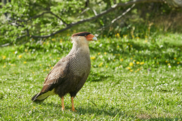 Caracara plancus is a common bird of prey to be found all over Patagonia in Argentina and Chile