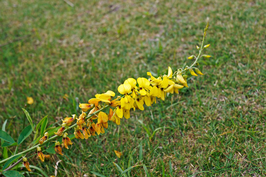 Wild yellow flower (Crotalaria spectabilis)