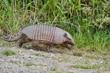 Chaetophractus villosus, cute and funny armadillo running over gravel in front of tall grass at Peninsula Valdes in Patagonia, Argentina
