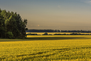 Obraz premium field of yellow flowers