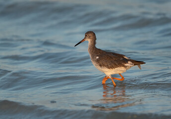 Redshank at Busiateen coast, Bahrain