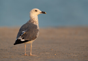 Portrait of a Lesser Black-backed Gull at Busaiteen coast, Bahrain