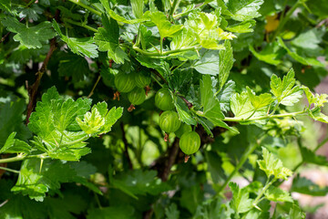 Fresh green gooseberry ripens with leaves on a branch of a bush in the garden in summer.