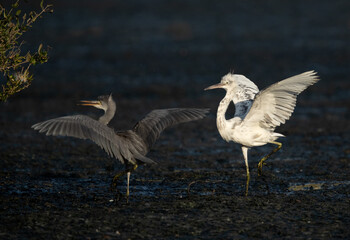 Fototapeta premium Juvenile Western reef heron chasing other for food at Tubli bay, Bahrain