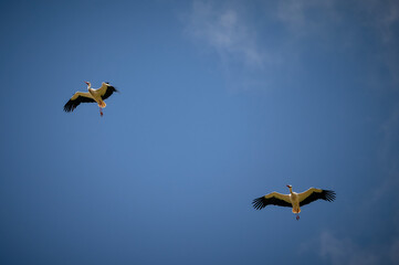 Storks flying in the blue spring sky