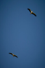 Storks flying in the blue spring sky