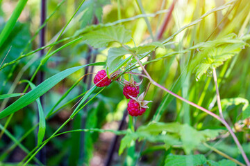 Close-up of the bush branch with red ripe raspberries in the fruit garden in summer season on green leaves background.