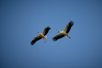 Storks flying in the blue spring sky