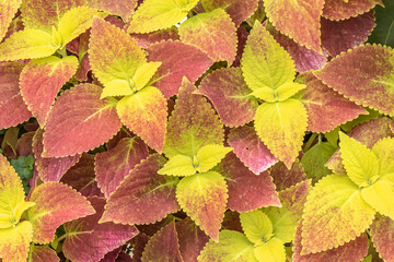 Close-up of a plant coberture