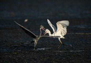 Juvenile Western reef heron chasing other for food at Tubli bay, Bahrain