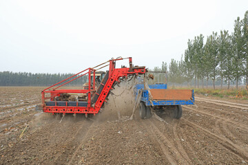 Fototapeta premium Farmers use tractors to harvest taro on the farm, LUANNAN COUNTY, Hebei Province, China