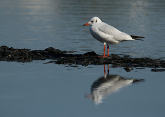 Obraz premium Portrait of a Black-headed gull at Tubli bay, Bahrain