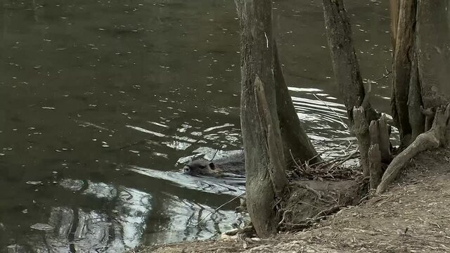 Ein schwimmendes Nutria in Ufernh&auml;he (Originalton)