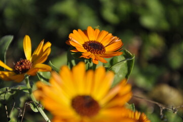 yellow flower in the garden