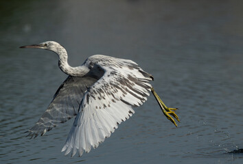 Juvenile western reef heron takeoff at Tubli bay, Bahrain