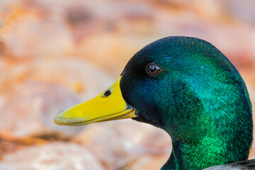 PRIMER PLANO DE CABEZA DE AVE ACUÁTICA CON PLUMAJE VERDE Y PICO AMARILLO