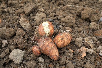 Close up of taro roots, just harvested on the ground