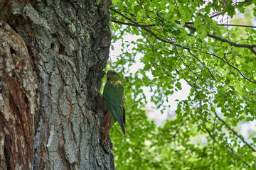 Enicognathus ferrugineus, Austral Parakeet, Austral Conure, Emerald Parakeet can be found allover Patagonia in Chile and Argentina, sitting on a tree in Glaciers national park close at perito moreno