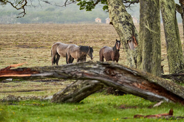 Equus, wild horses in tierra del fuego, Patagonia. Dark, tall and strong horses standing in the rain in a woodland with bushes and lush green gras, South America 