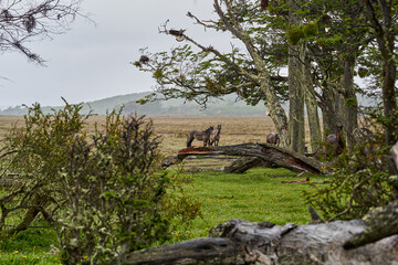 Equus, wild horses in tierra del fuego, Patagonia. Dark, tall and strong horses standing in the...
