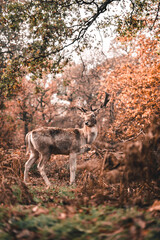 Dear looking at the photographer in Richmond Park. 