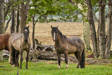 Naklejka na ściany i meble Equus, wild horses in tierra del fuego, Patagonia. Dark, tall and strong horses standing in the rain in a woodland with bushes and lush green gras, South America 