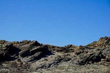 Fototapeta na wymiar Möwen sitzen auf einem Felsen