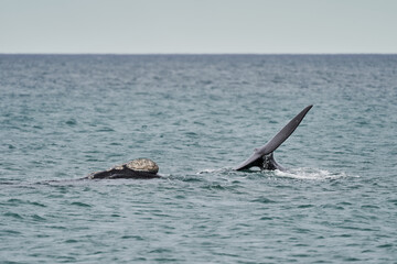 Fototapeta premium Eubalaena australis, Southern right whale shows tail fin, breaching through the surface of the atlantic ocean in the bay of Golfo Nuevo close to Puerto Madryn at Peninsula Valdes, Patagonia, Argentina