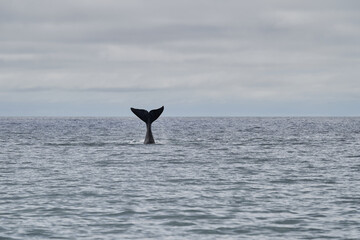 Eubalaena australis, Southern right whale shows tail fin, breaching through the surface of the atlantic ocean in the bay of Golfo Nuevo close to Puerto Madryn at Peninsula Valdes, Patagonia, Argentina © Jens